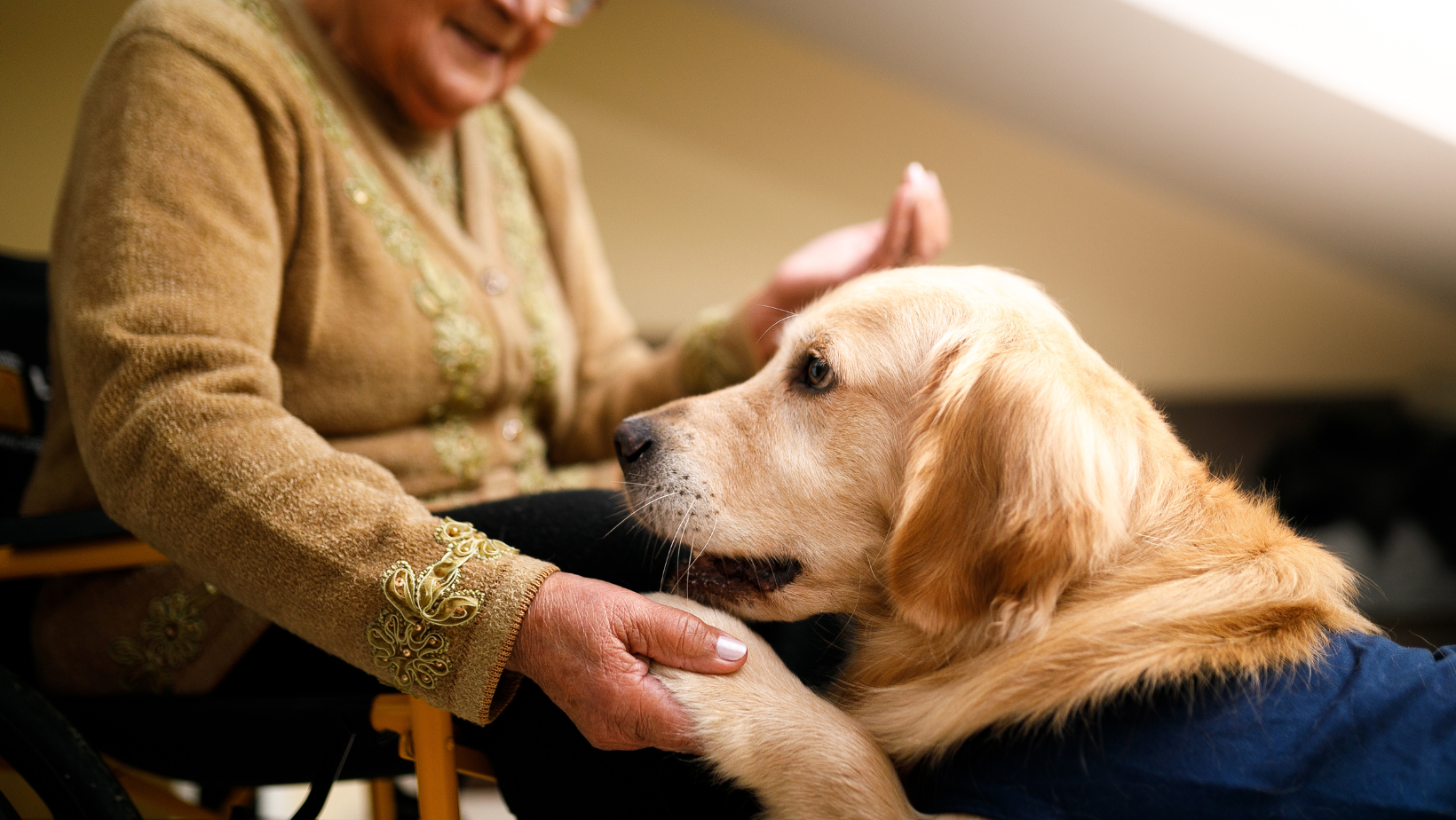 Labrador putting its paw in a senior woman's hand