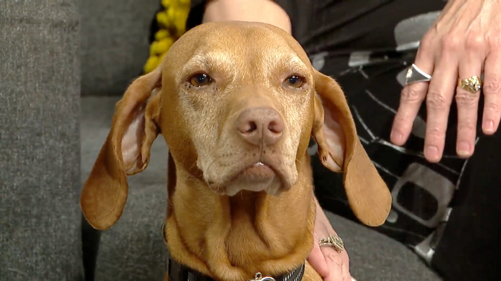 Senior therapy dog, Ivy, on Great Day Colorado